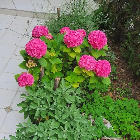 Daire Design Bonavista Opatija