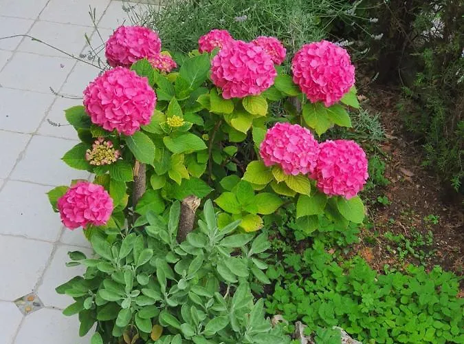 דירה Design Bonavista אופטיה